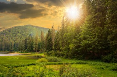 Göl yaz manzarası. Dağlardaki ormanın güzel manzarası