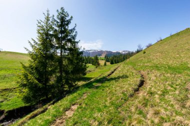 Bahar zamanı Borzhava Dağı Tepesi vadisi. Yeşil çayırdaki çam ağaçlarının arasında küçük bir dere. Güneşli bir günde harika bir kırsal bölge. Zirvelerde kar yağar