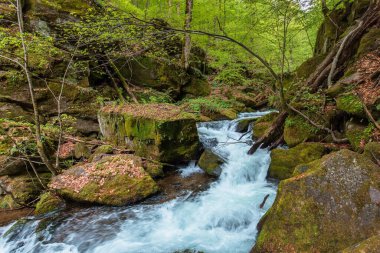 Orman içinde hızlı su akışı. Taze yeşil yapraklı ağaçlar. Baharda güzel doğa manzarası