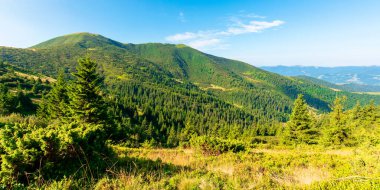 Sabahları dağ manzarası. Orman yamacında çimenli yamaçları olan kozalaklı ağaçlar. Bulutsuz gökyüzü güneşli. Yazın sonlarında Karpatların Çernogora sırtı manzarası