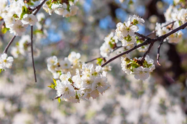 Branche Pomme Fleur Blanche Beau Fond Nature Par Une Journée — Photo