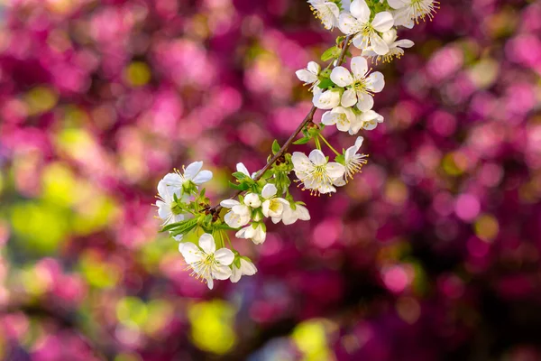 Tiny White Apple Flowers Sunny Day Beautiful Nature Scenery Pink — Stock Photo, Image