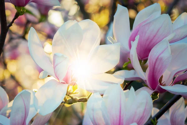 Magnolia Świetle Słonecznym Piękne Tło Wiosny — Zdjęcie stockowe