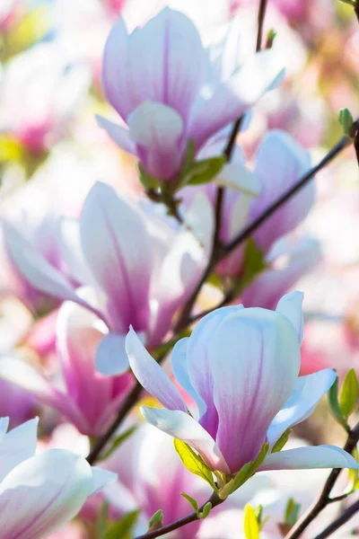 Rosa Magnolienblüten Hintergrund Schöne Naturkulisse Mit Zarten Blumen Frühling — Stockfoto