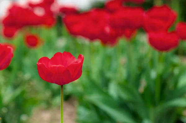 Een Stel Rode Tulpen Die Bloeien Tuin Mooie Natuur Achtergrond — Stockfoto