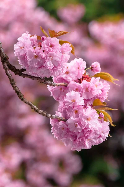 ピンクの桜の背景 春には桜の繊細な花で美しい自然景観 — ストック写真