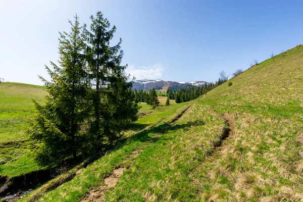 Valle Cresta Montaña Borzhava Primavera Pequeño Arroyo Entre Abetos Verde — Foto de Stock