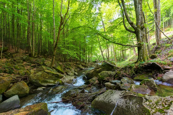 Water Stream Beech Forest Beautiful Nature Scenery Spring Trees Fresh — Stock Photo, Image