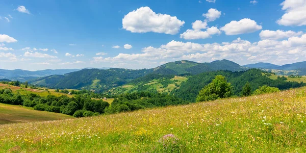 Paisaje Verano Campo Montañoso Campos Heno Alpino Con Hierbas Silvestres — Foto de Stock