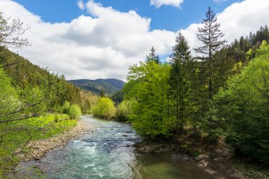 İlkbaharda ormanın içindeki dağ nehri. Ağaçlar, çimenler ve sahildeki keş. Güzel doğa manzarası. Harika güneşli hava ve muhteşem gökyüzü