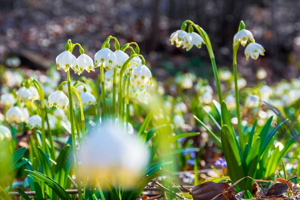 Białe Kwiaty Płatków Śniegu Kwitnące Polanie Leśnej Piękna Sceneria Oświetlona — Zdjęcie stockowe