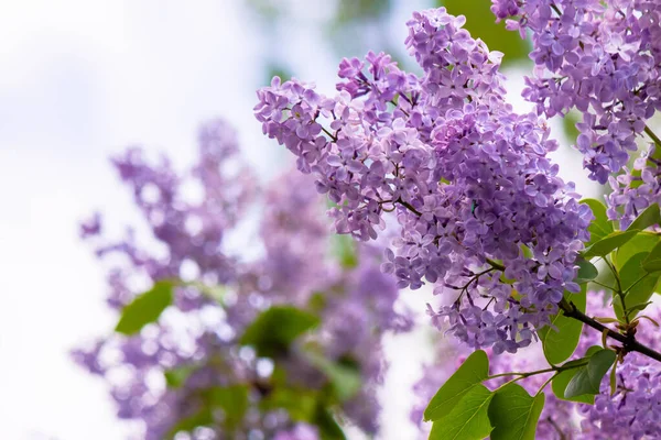Pink Lilac Flowers Closeup Branch Beautiful Blurred Background Blossoming Garden — Stock Photo, Image