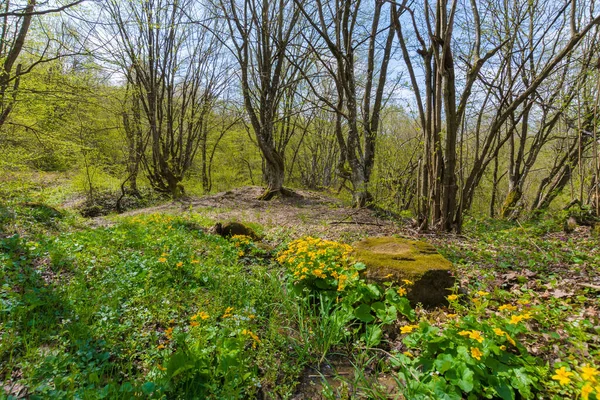 Ścieżka Przez Las Słoneczny Dzień Wiosną Drzewa Liściaste Żółte Zioła — Zdjęcie stockowe