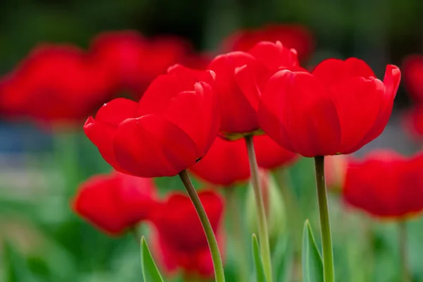 Bunch Red Tulip Garden Beautiful Nature Background Spring — Stock Photo, Image