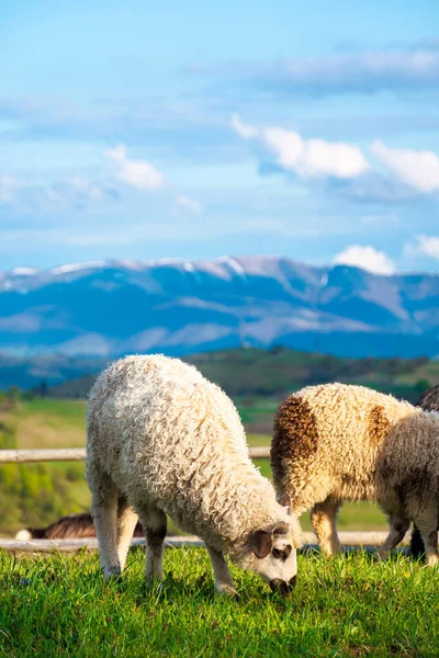 Коза Вівці Пасуться Альпійському Лузі Красиві Пейзажі Зеленою Травою Пагорбі — стокове фото
