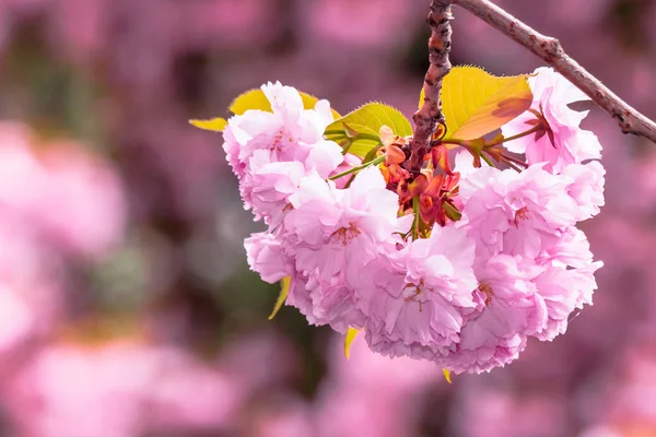Pink Cherry Blossom Background Beautiful Nature Scenery Delicate Flowers Sakura — Stock Photo, Image