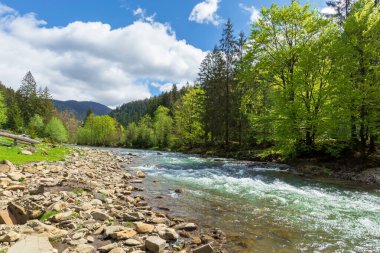 İlkbaharda ormanın içindeki dağ nehri. Ağaçlar, çimenler ve sahildeki keş. Güzel doğa manzarası. Harika güneşli hava ve muhteşem gökyüzü