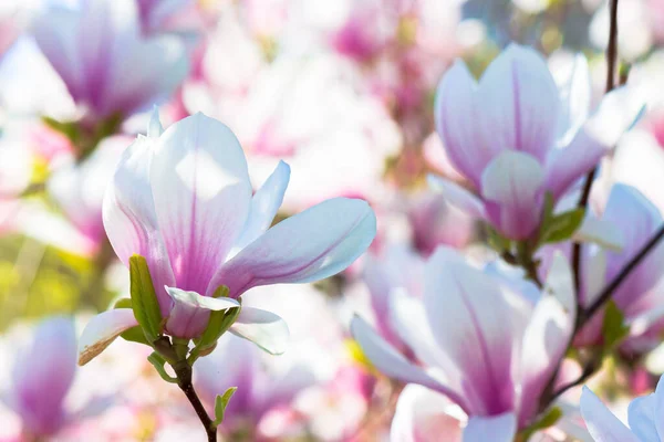 Ροζ Φόντο Άνθος Μανόλια Όμορφη Φύση Τοπίο Λεπτή Λουλούδια Την — Φωτογραφία Αρχείου