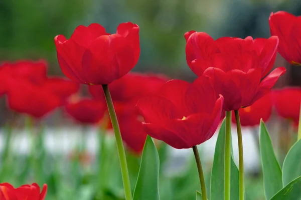 Een Stel Rode Tulpen Die Bloeien Tuin Mooie Natuur Achtergrond — Stockfoto