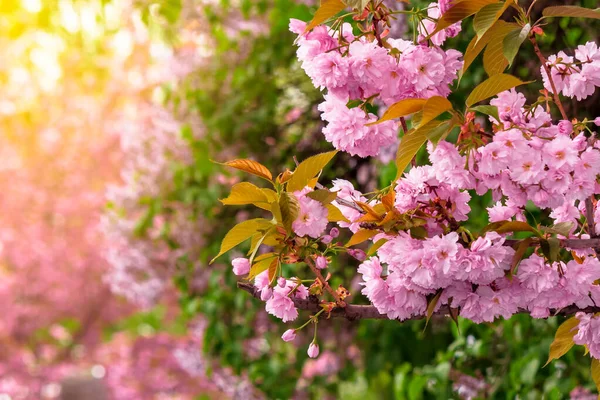 Rózsaszín Cseresznyevirág Háttér Gyönyörű Természet Táj Finom Virágok Sakura Tavasszal — Stock Fotó