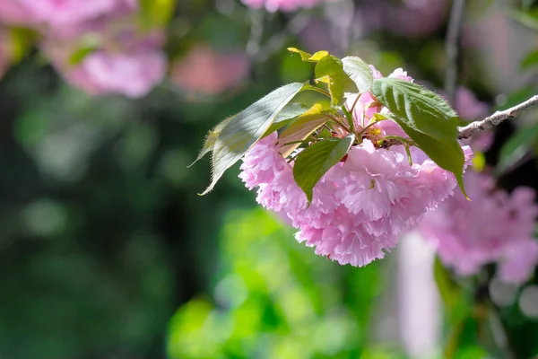 Rama Sakura Luz Solar Retroiluminada Hermoso Fondo Naturaleza Flor Cerezo — Foto de Stock