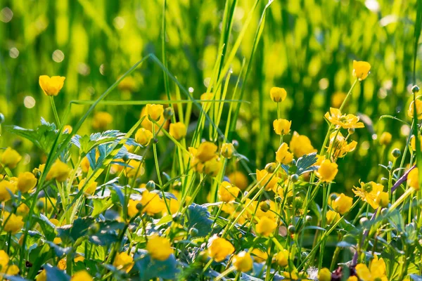 大芹菜的黄色花朵 阳光灿烂的日子里 草甸上的野草 来自罂粟科的植物也被称为 Chelidonium Majus Tetterwort 用于医药 — 图库照片