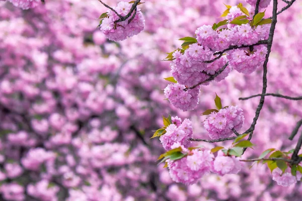 Rózsaszín Cseresznyevirág Ágon Japán Sakura Szezon Veresége Csodálatos Természet Háttér — Stock Fotó