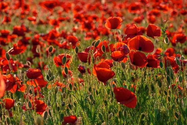 Red Poppy Flower Field Beautiful Nature Scenery Summer Afternoon — Stock Photo, Image