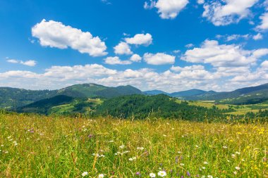 Dağlık kırların yaz manzarası. Öğle vakti tepelerde yabani otlarla dolu dağlık saman tarlaları. Mavi gökyüzünün altında, tüylü bulutlarla kaplı ormanlık dağ sırtı. Doğa güzelliği