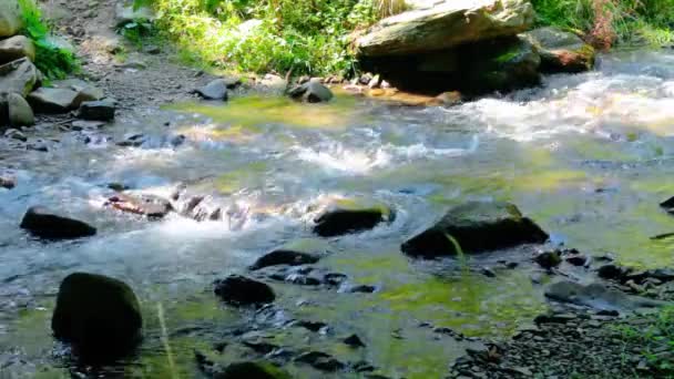 Fluxo Água Floresta Entre Rochas Bela Paisagem Natureza Luz Dappled — Vídeo de Stock
