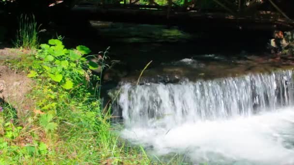 Каскад Воды Лесу Среди Травы Красивые Природные Пейзажи Ярком Свете — стоковое видео