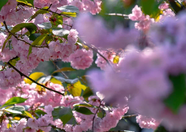 Rosafarbene Kirschblüten Aus Nächster Nähe Auf Dem Zweig Beaty Der — Stockfoto