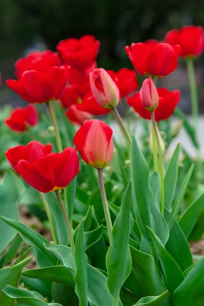 Een Stel Rode Tulpen Tuin Mooie Natuur Achtergrond Het Voorjaar — Stockfoto