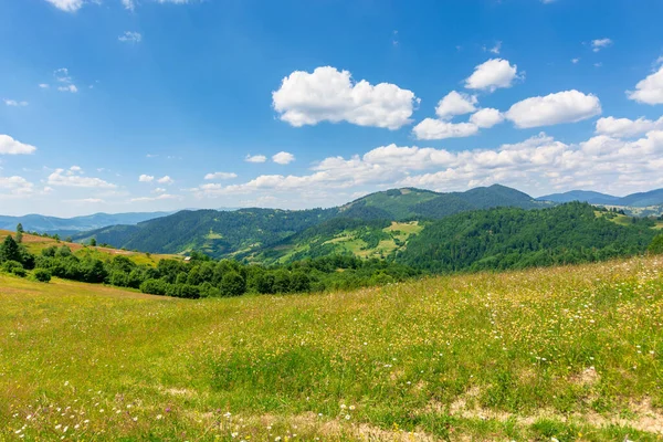 Cenário Verão Paisagem Montanhosa Campos Feno Alpinos Com Ervas Selvagens — Fotografia de Stock