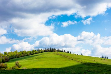 Tepenin üzerindeki bulutlarla harika güneşli bir hava. Çayırdaki yeşil çimenler, benekli iple bağlanmış, uzaktaki orman. Karpat Dağları 'nın muhteşem doğa manzarası