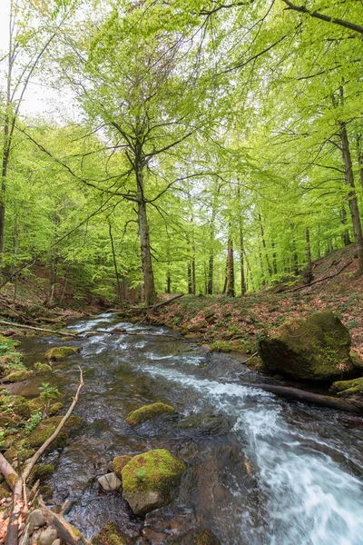 Gyors Vízáramlás Erdőben Friss Zöld Lombozatú Fák Gyönyörű Természet Táj — Stock Fotó