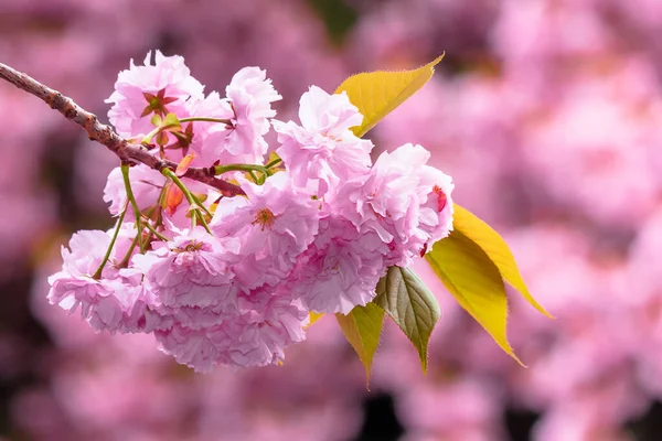 Růžové Třešňové Květy Pozadí Krásná Přírodní Scenérie Jemnými Květy Sakura — Stock fotografie