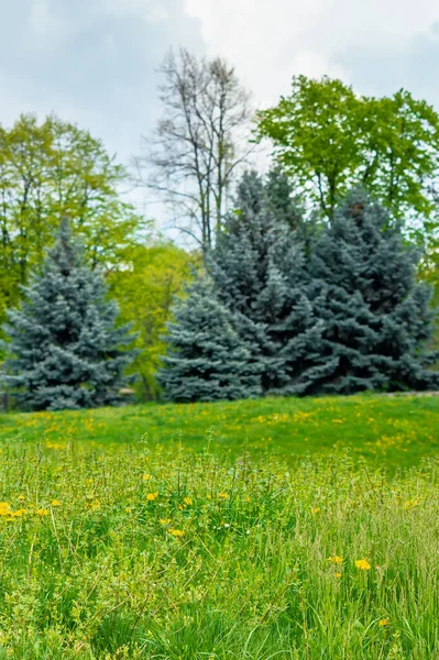 Högt Grönt Gräs Nära Håll Vacker Utomhusmiljö Solig Morgon Fräschör Stockbild