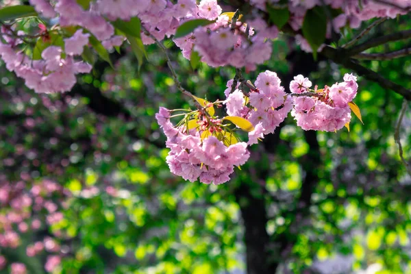 Pink Cherry Blossom Close Branch Beaty Japanese Sakura Season Wonderful — Stock Photo, Image