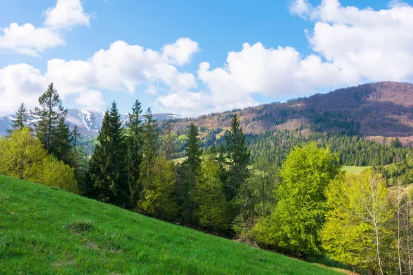 Paisagem Deslumbrante Primavera Fileira Árvores Prado Cume Montanha Sob Céu — Fotografia de Stock