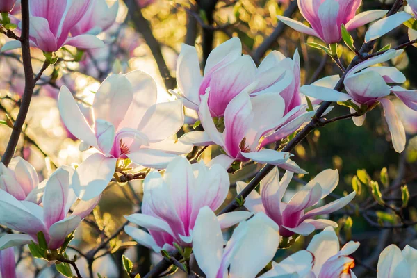 Magnolia Sollys Smuk Forår Baggrund - Stock-foto