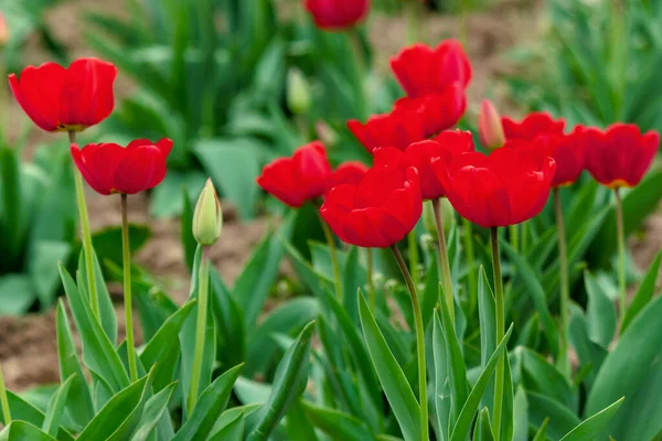 Bunch Red Tulip Garden Beautiful Nature Background Spring — Stock Photo, Image