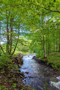 Rapid Mountain Nehri 'nin güzel manzarası. İlkbaharda yosunlu kayalar arasında akan. Ilık, güneşli hava. Yeşil ağaçlar,