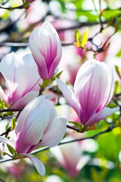 Rosa Magnolienblüten Hintergrund Schöne Naturkulisse Mit Zarten Blumen Frühling — Stockfoto