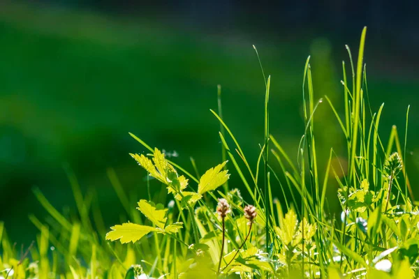 Hierba Verde Alta Cerca Hermoso Paisaje Aire Libre Una Mañana — Foto de Stock