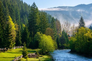 Dağ nehri sisli bir gündoğumunda. Ağaçların üzerinde, kumsalda taze yeşil yapraklarla yuvarlanan sisli muhteşem bir manzara. Güzel kırsal bölge Sabah ışığında