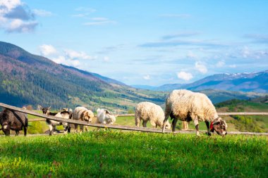Keçi ve koyunlar çayırda otluyor. Tepesinde yeşil çimenler, kırsal vadi ve akşam ışığında uzak tepeler olan güzel bir manzara. Bahar mevsiminde güneşli harika bir hava