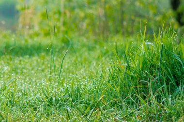 Uzun yeşil çimenler. Yaklaş. Güneşli bir sabahta güzel bir açık hava manzarası. Doğa konseptinde tazelik