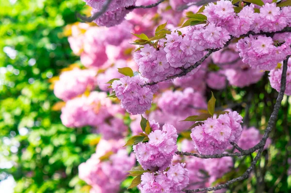 Dala yakın pembe kiraz çiçeği. Japon sakura sezonunun beatti. harika doğa geçmişi