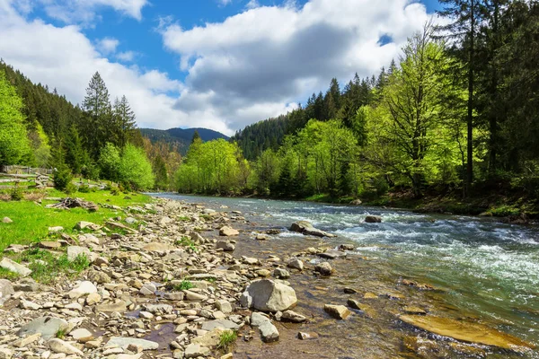 Górska Rzeka Wśród Lasu Wiosną Drzewa Trawa Ćpuny Brzegu Piękny — Zdjęcie stockowe